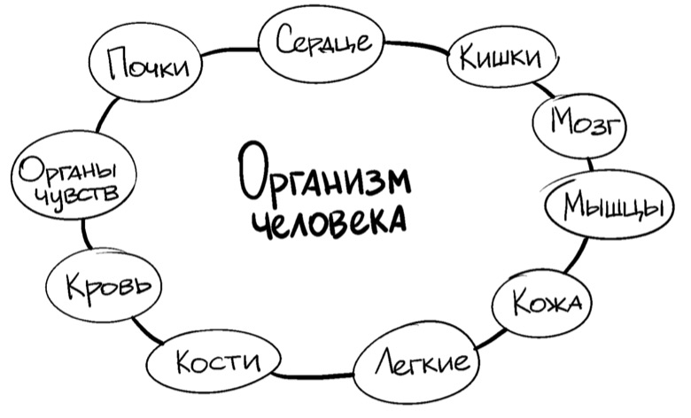 Организм как система